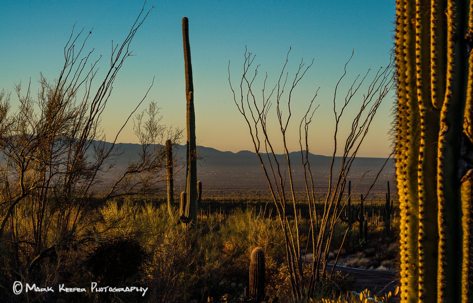 11-20-2020 AZ cactus landscape  1600 x 1200 (1 of 1).jpg