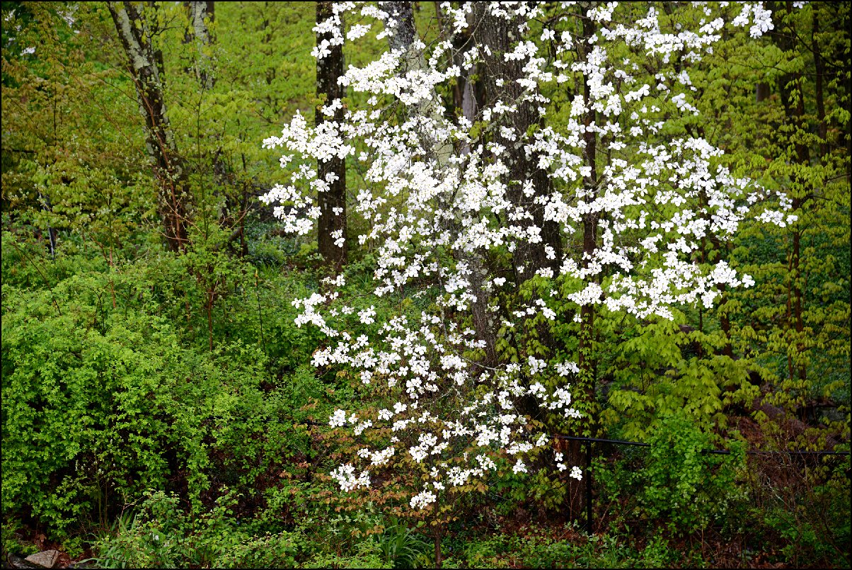 140 dogwood IIx1200.jpg