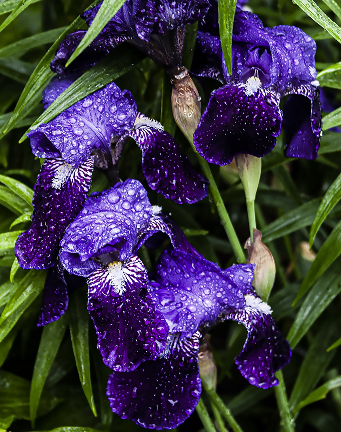 20080509 IMG_1326 Freehold Iris MWS C Cr V3.jpg