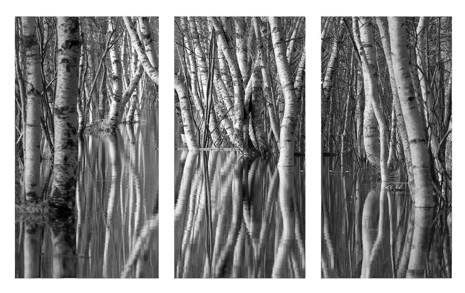 Birches tryptich white.jpg