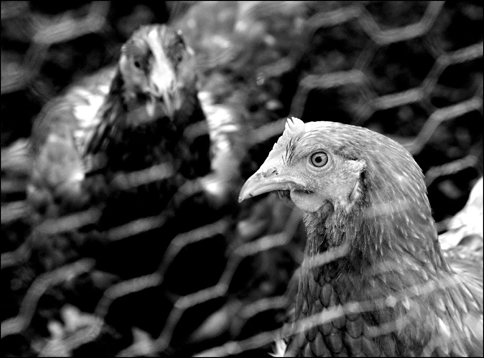 chickensxbw1000.jpg