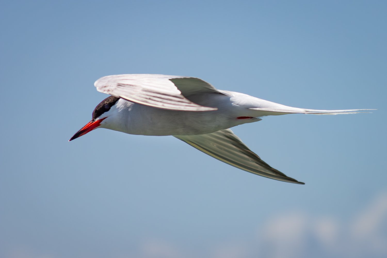 CommonTern_C1169-271-1.jpg