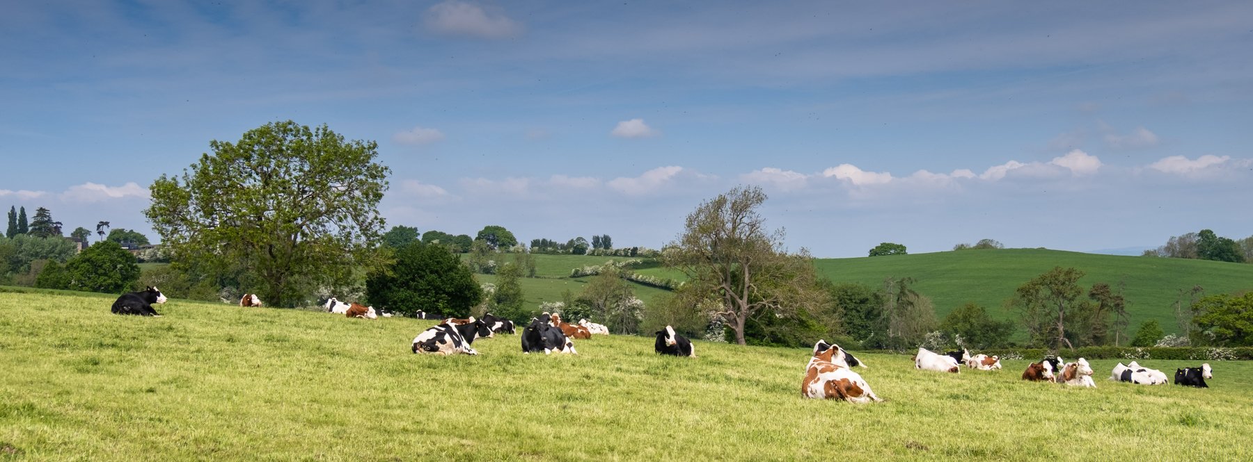 CowsResting_F5918-926.JPG