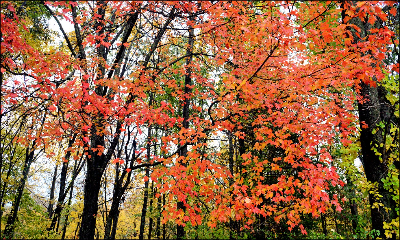DSC_4747x1400nw.JPG