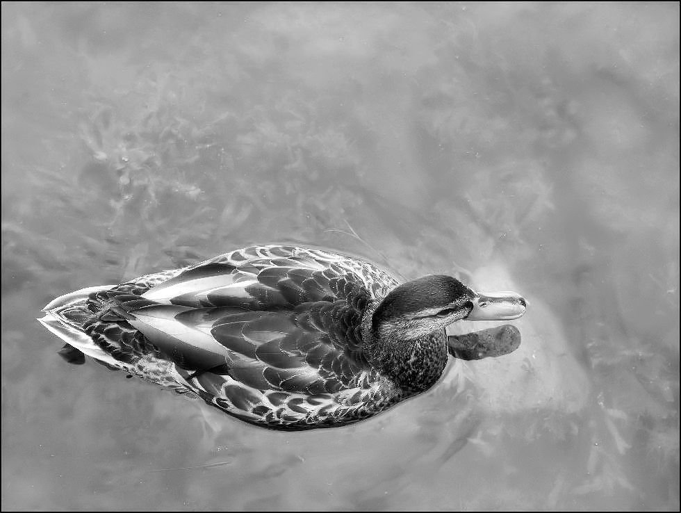 DSC_7079x1000bw.jpg