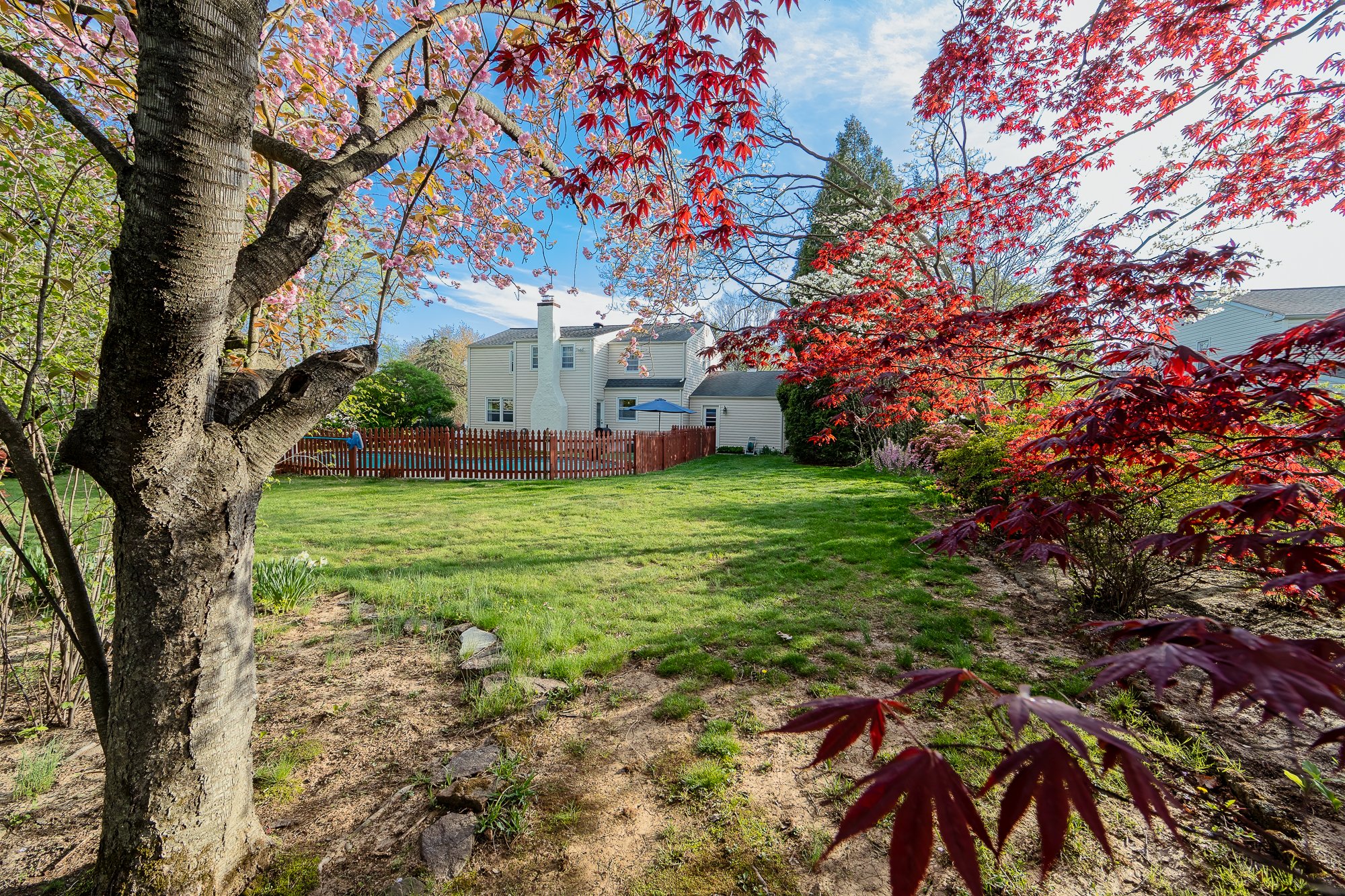 Flowering Cherry 14mm 41247 2025_4_23 x2000 (1 of 1).jpg