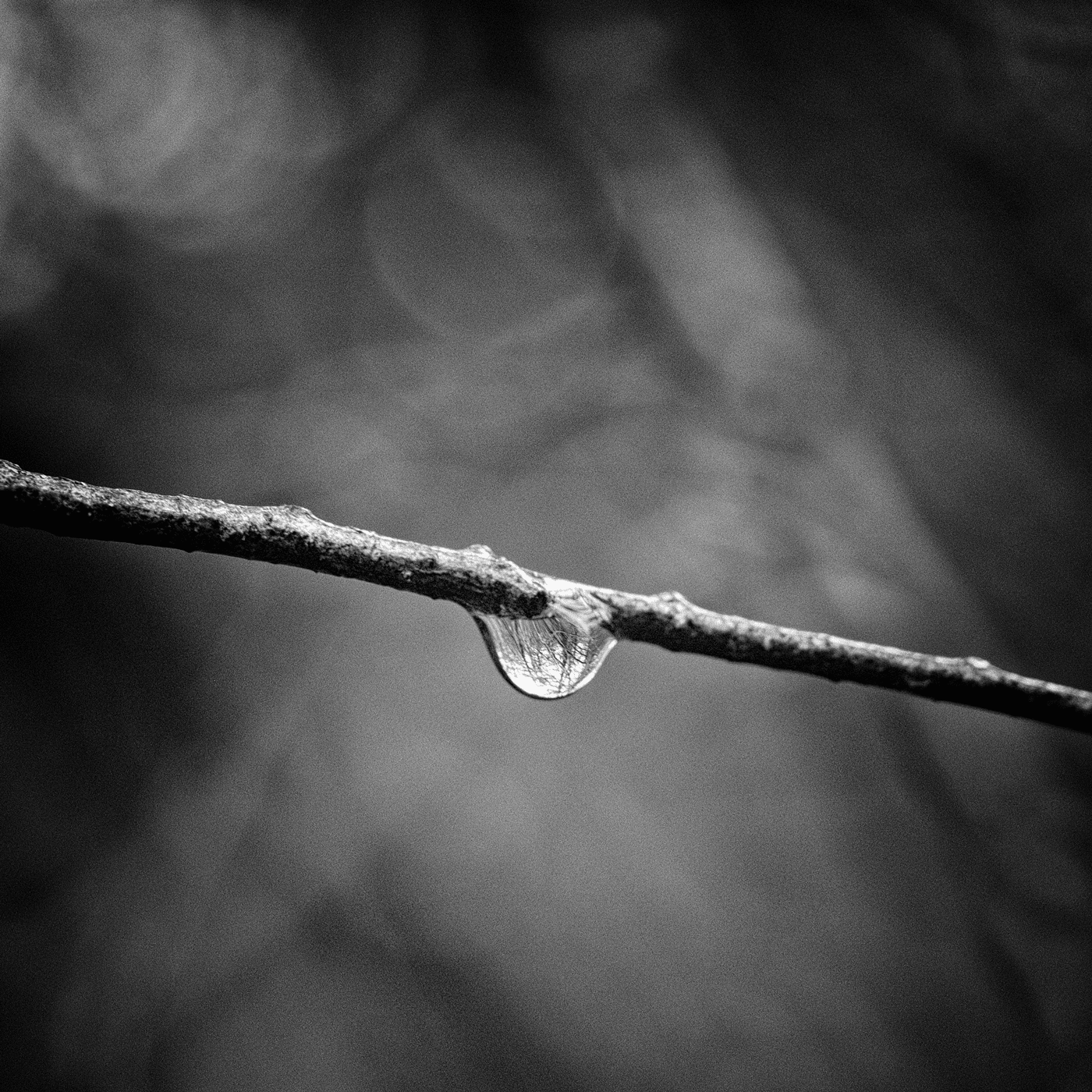 forest-macrocosm.png