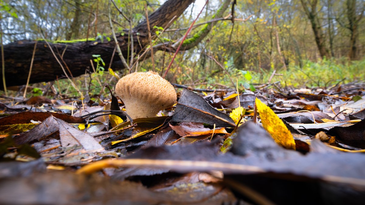 LeafLitterMushroom_F0764-834-1.JPG