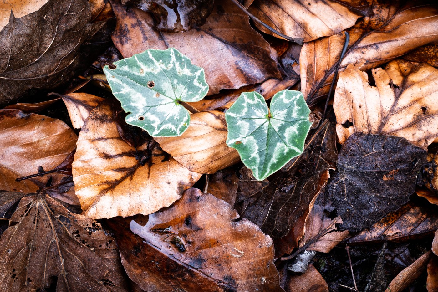 NewLeavesOldLeaves_F5679-919.JPG
