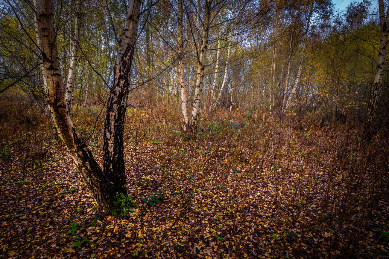 SilverBirchWide_F0777-834-1.JPG