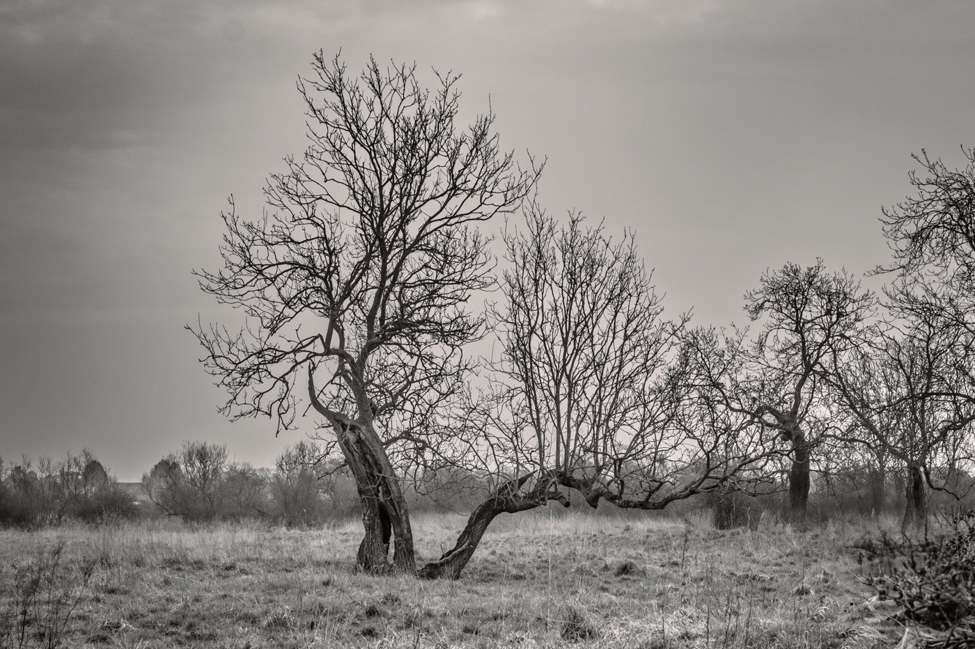 SplitWillowTree_F5640-917.JPG