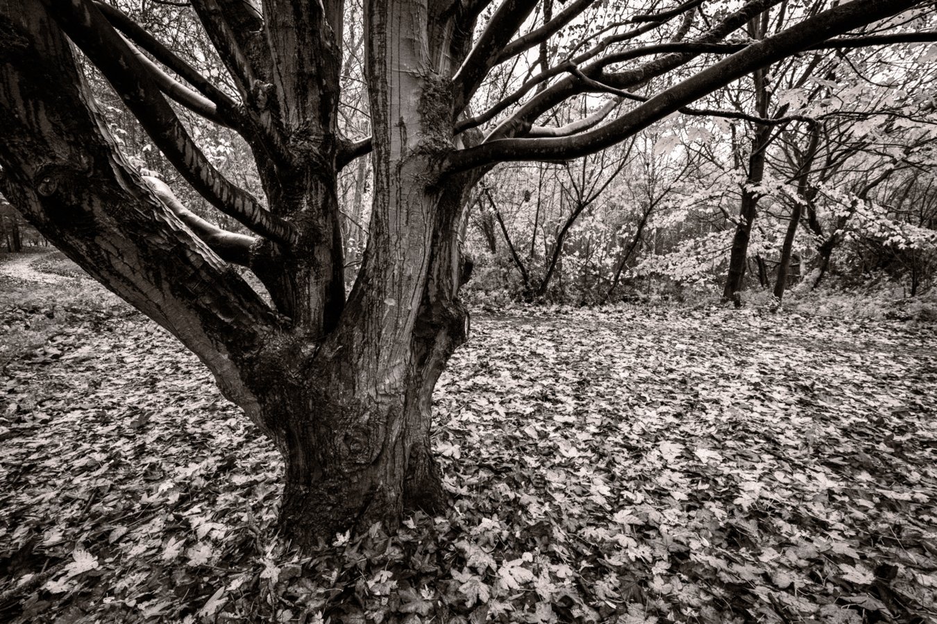 WideTreeMono_F0769-834-1.JPG