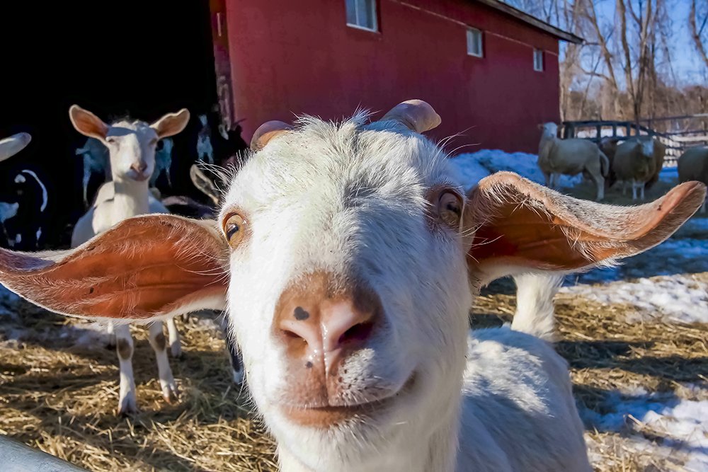 20110206 IMG_0196 Curious Valentine Goat MWS C V2.jpg
