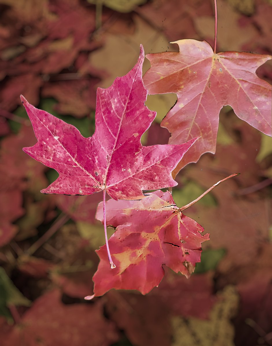 20231019_081611 Autumn leaf MWS C Cr Bkgnd Enhanced-SR V3.jpg