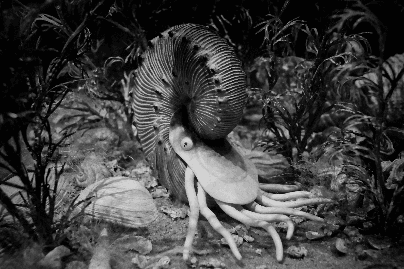 ammonite.png
