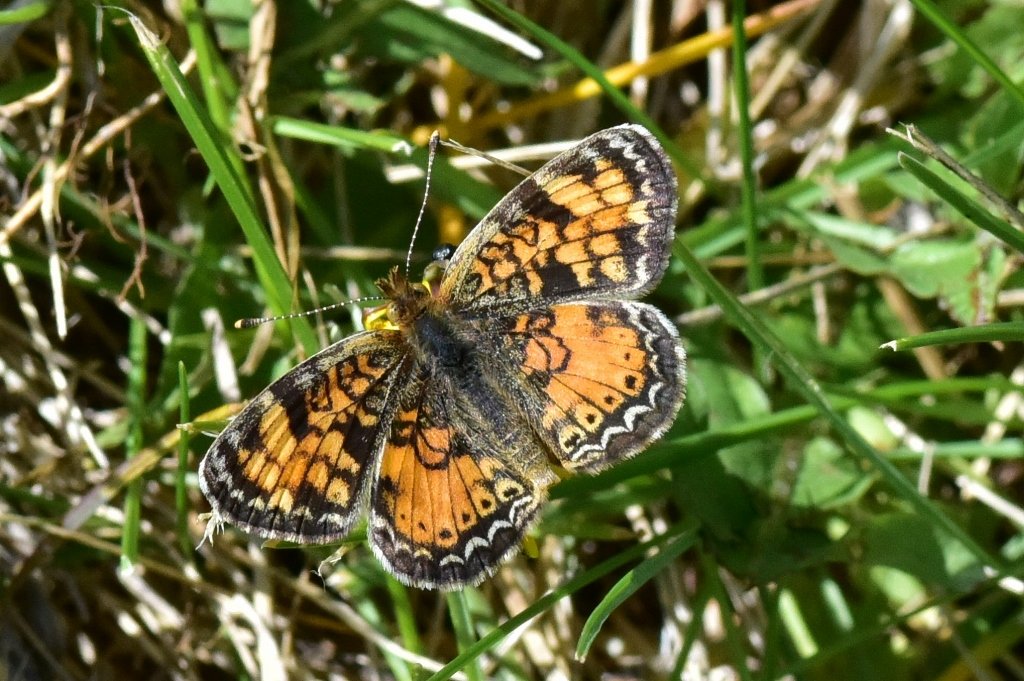 Another Flutter