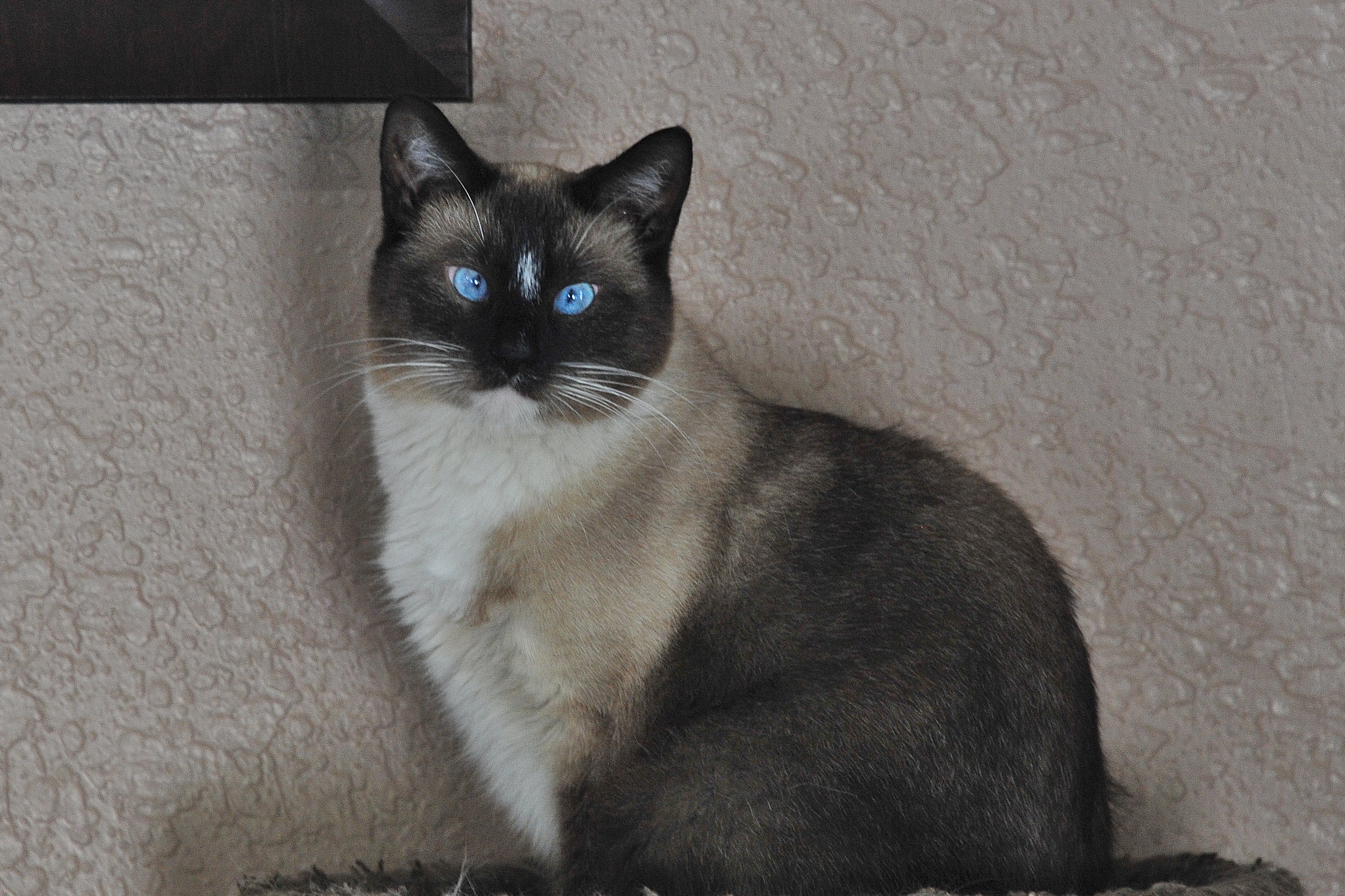 Auto Repair Cat