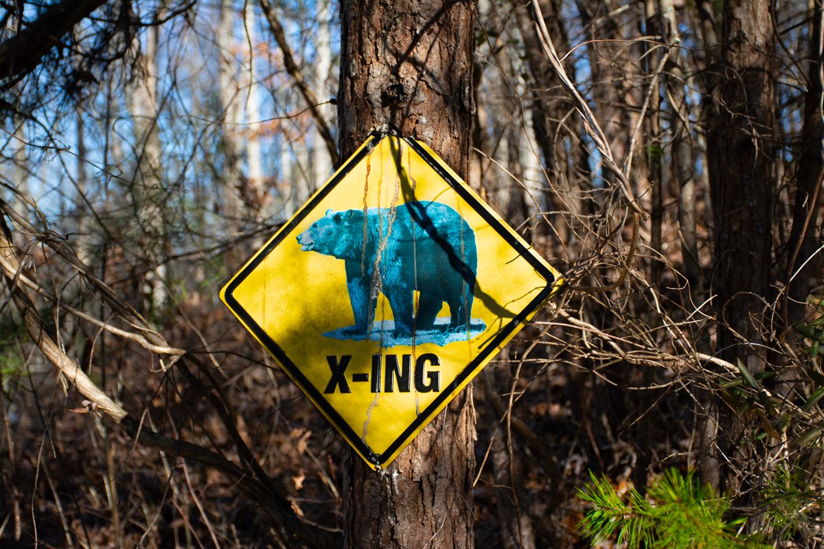Bear Crossing