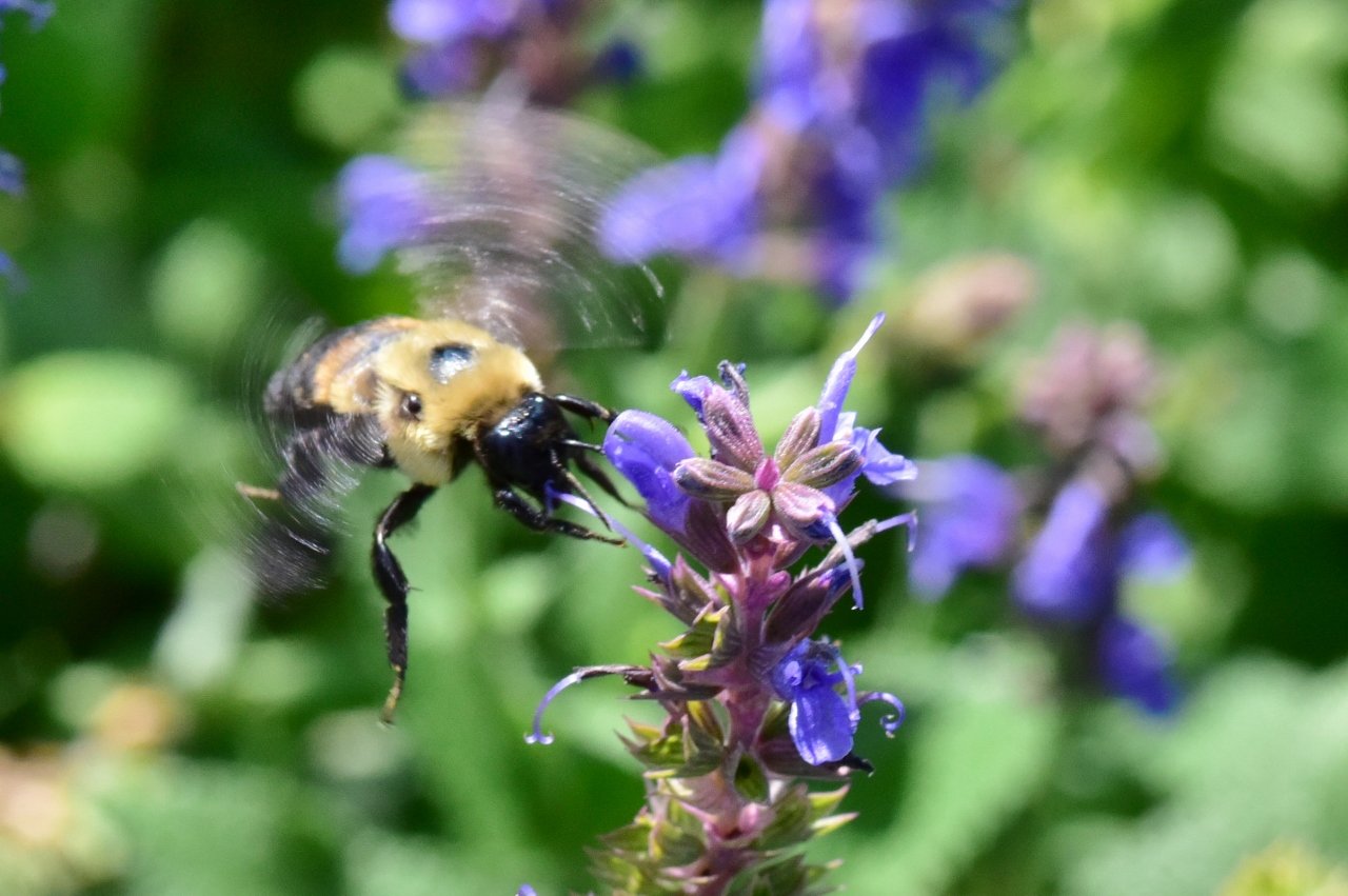 Bee 1