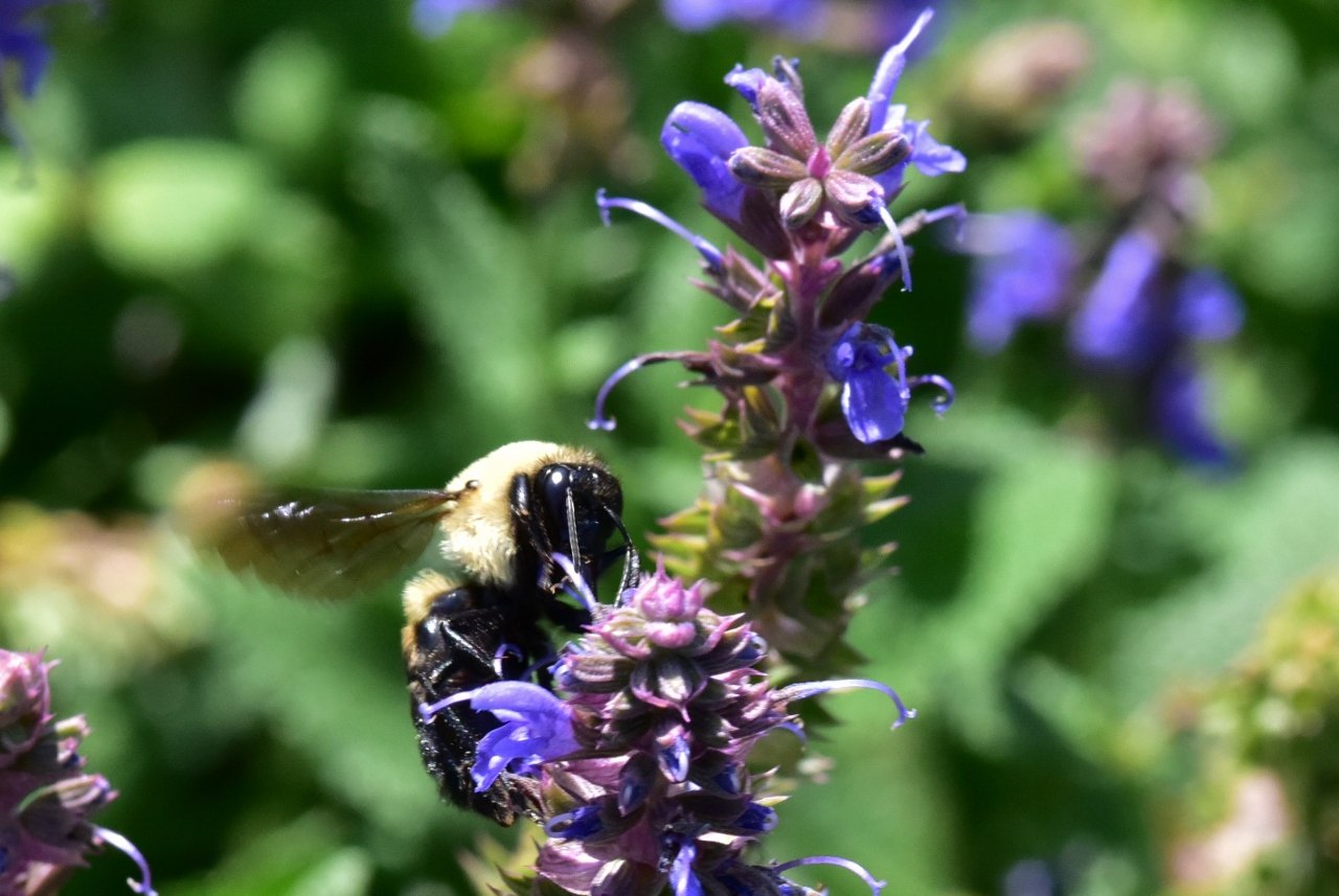 Bee 2