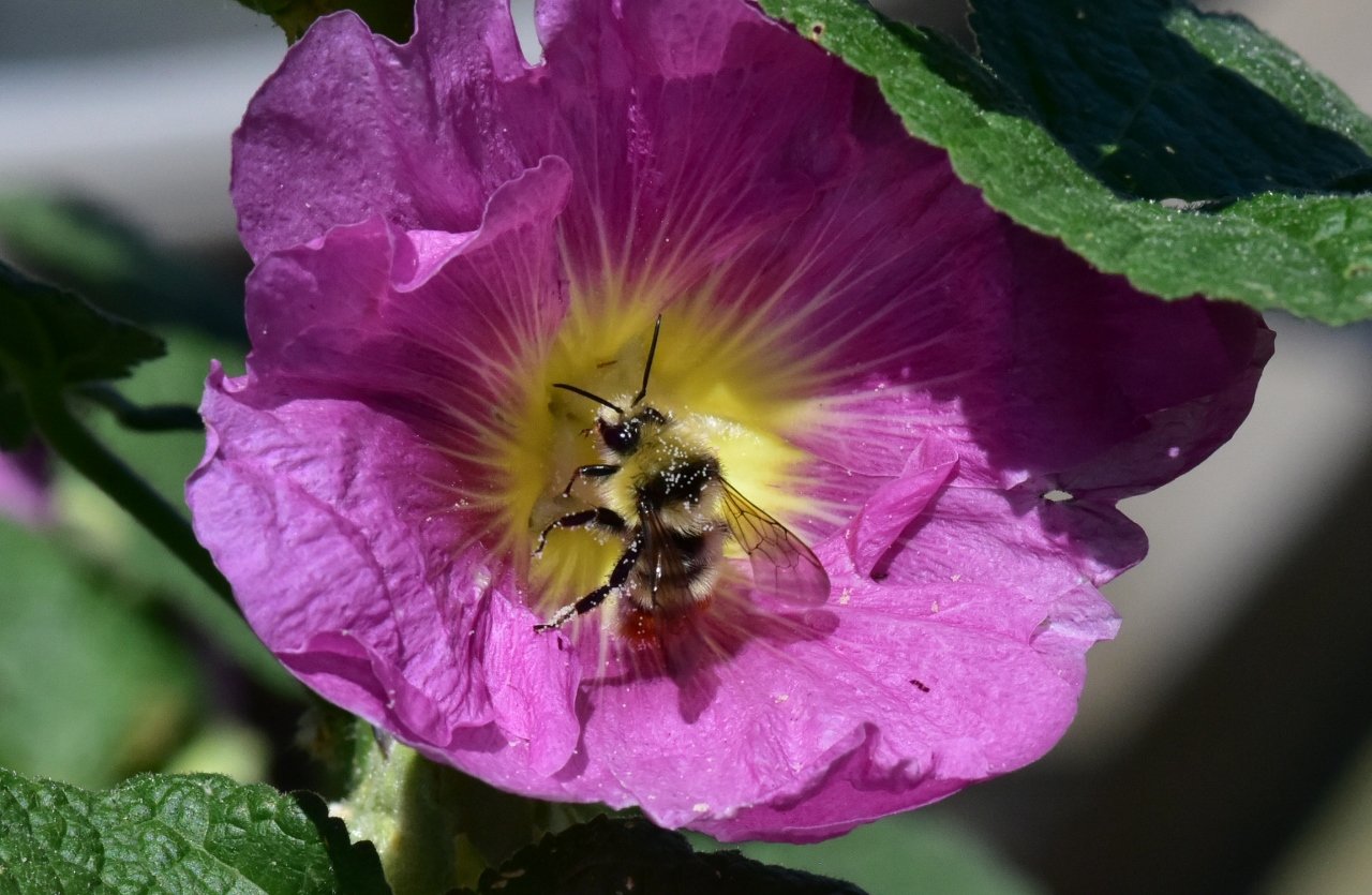 Bee 3