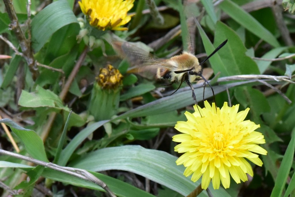 Bee Fly