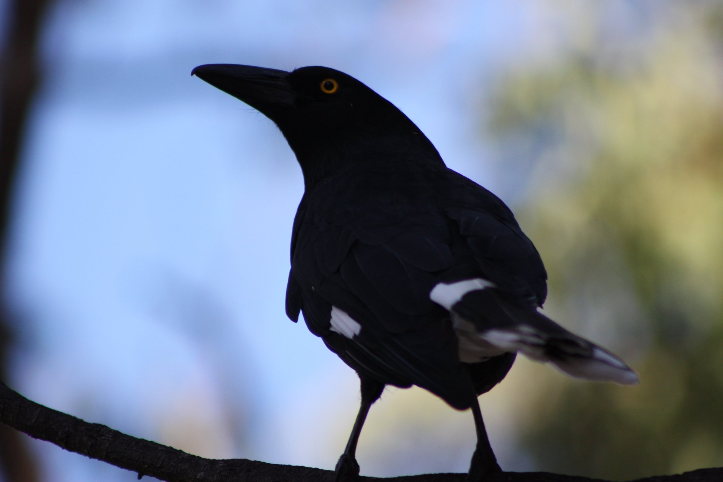 Blackbird