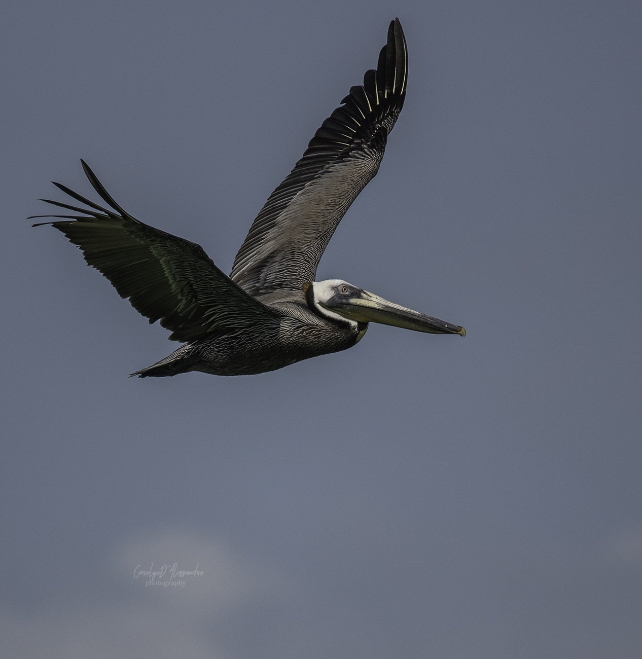 Brown pelican