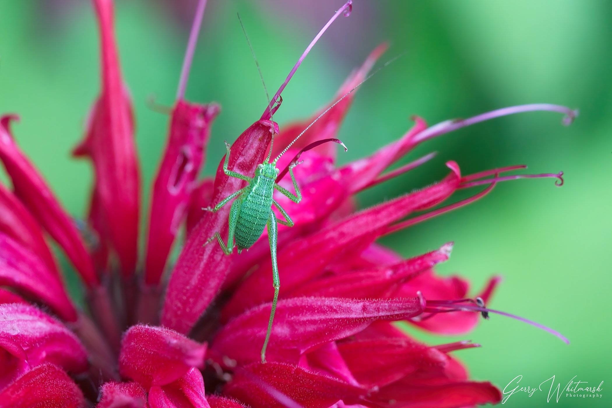 Bugs-1.jpg