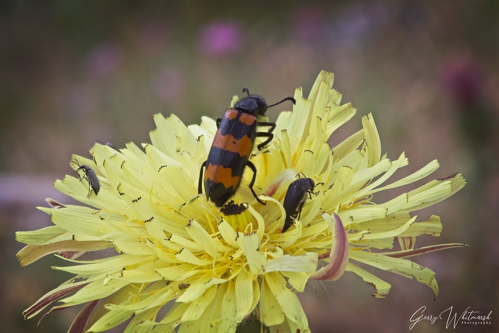 Bugs-3.jpg