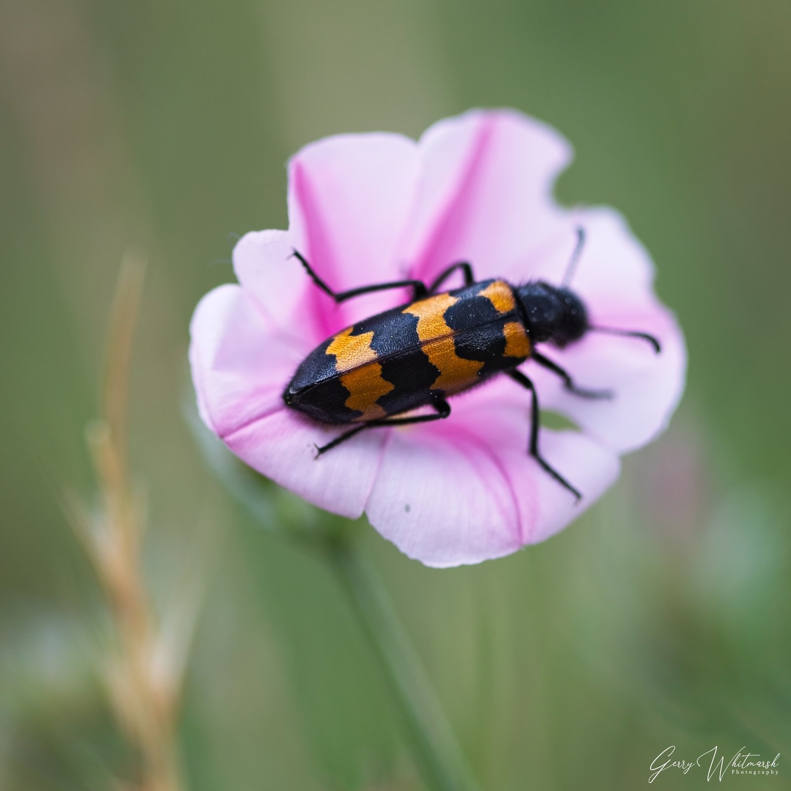 Bugs-4.jpg