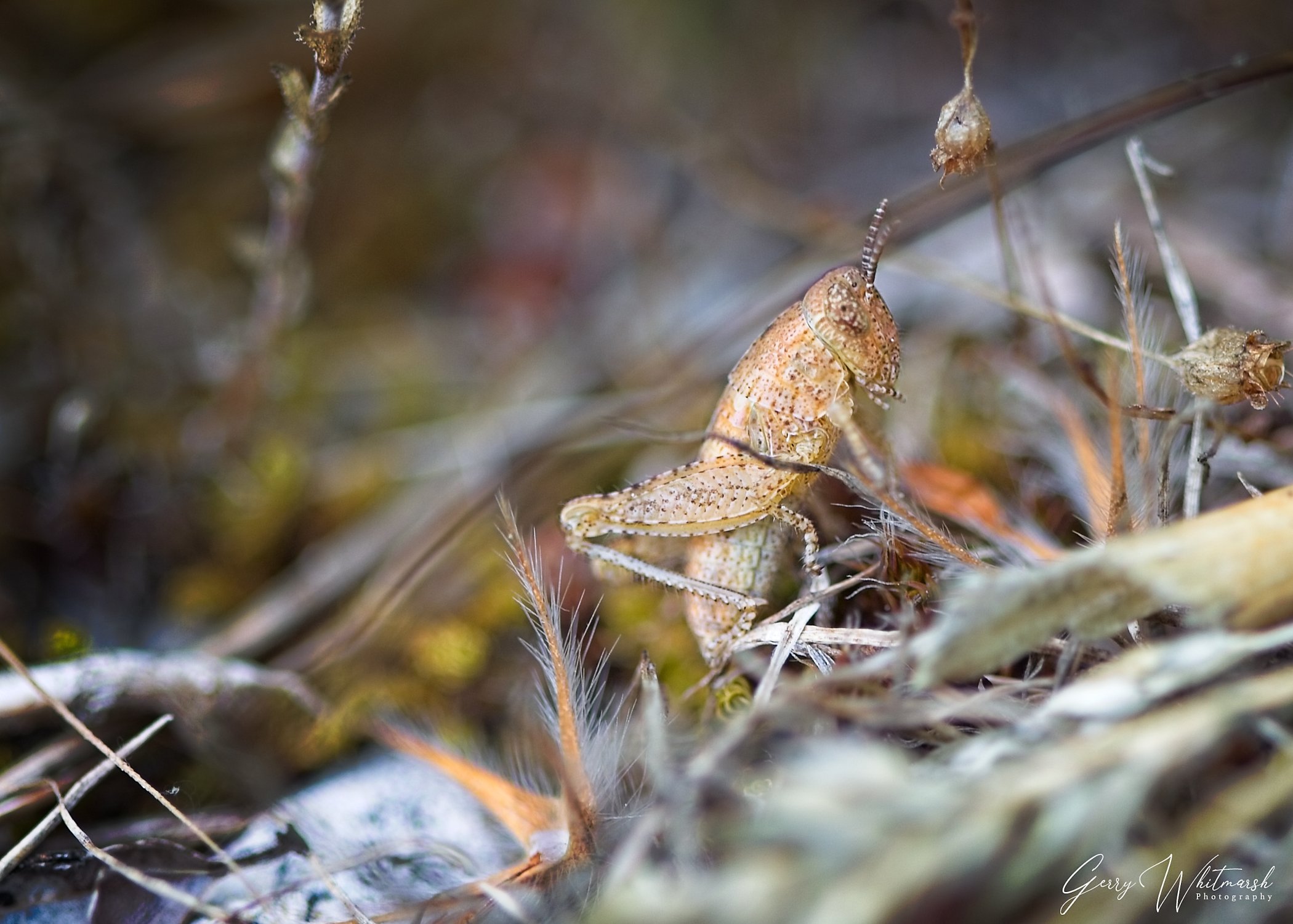 Bugs-5.jpg