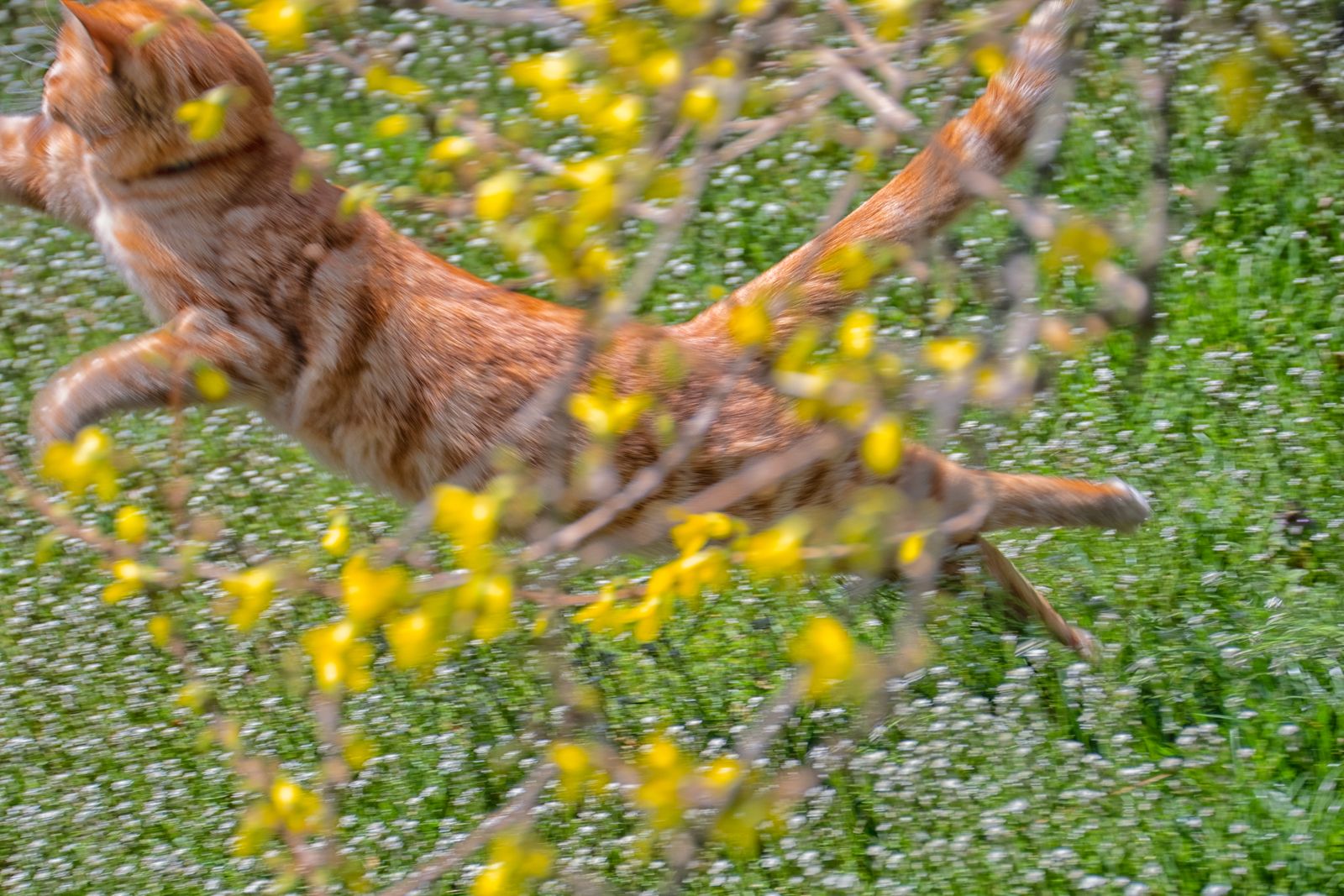 Cat Flight