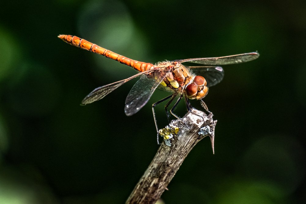 CommonDarter_F3522-764.jpg