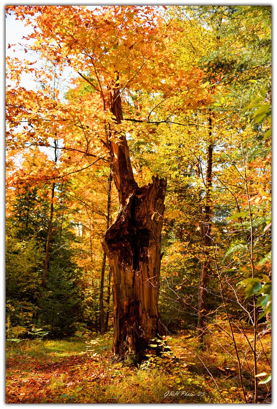 Damaged Old Oak