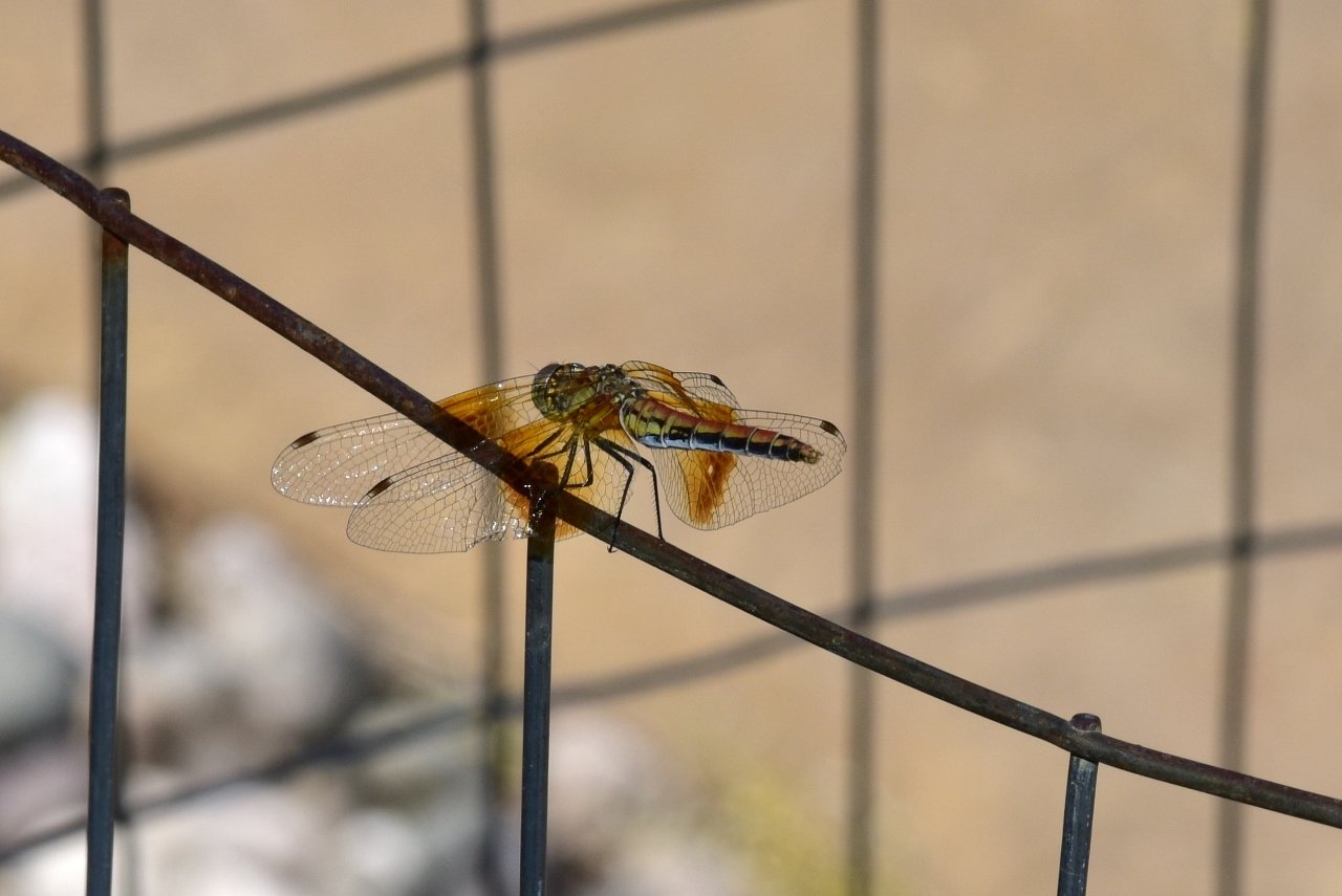 Dragon in the shade