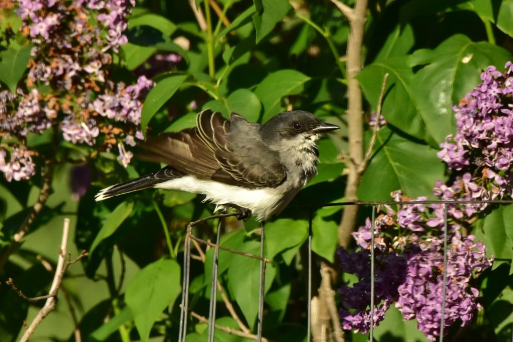 Eastern Kingbird