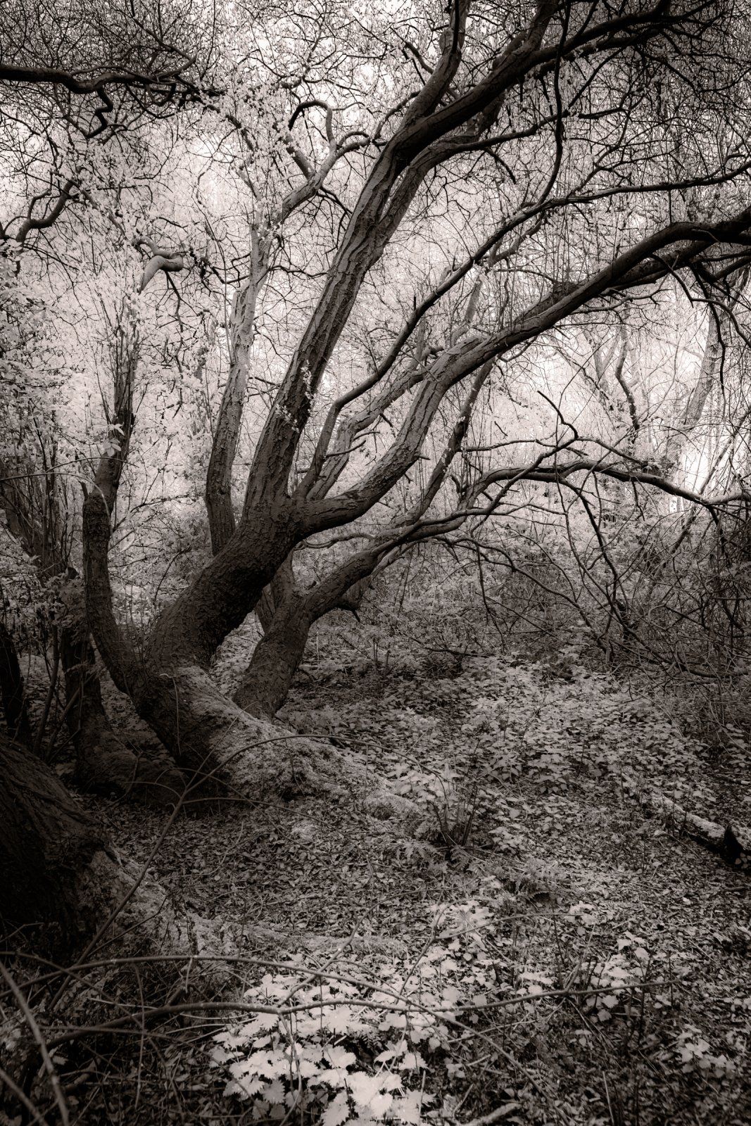 EtherealTreesMono_F5500-802-1.jpg