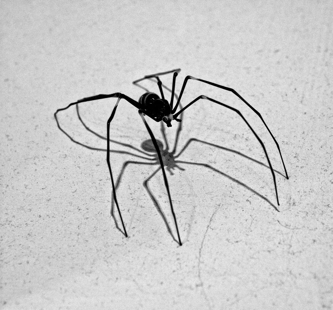 Glassia Spiderii