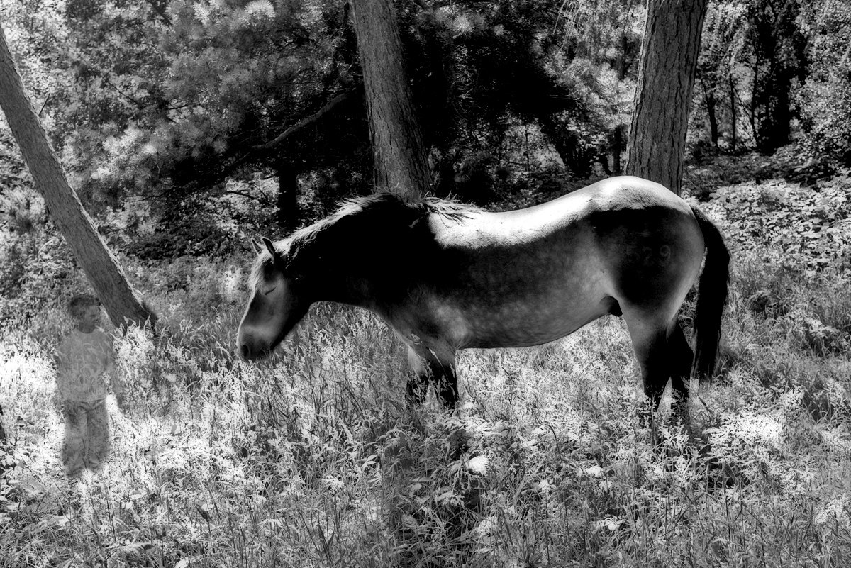 Horse & boy.jpg