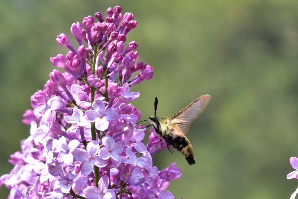 Hummingbird Moth & Lilacs