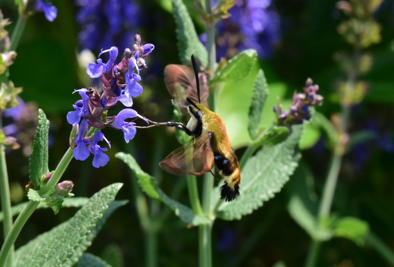 Hummingbird Moth
