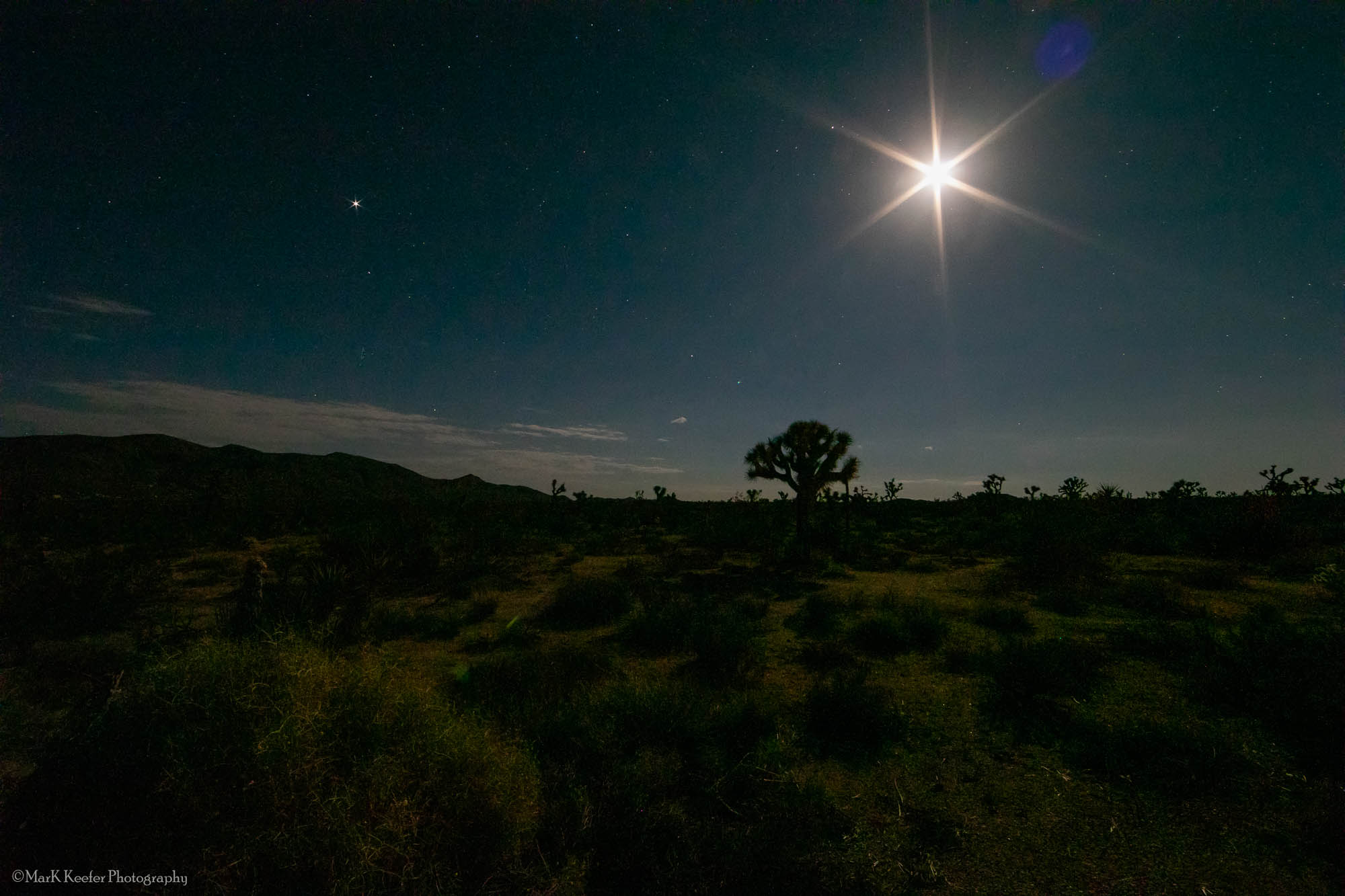 Jushua Tree at Night-.jpg