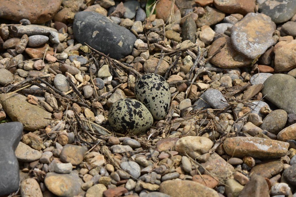 Killdeer Nest & Eggs