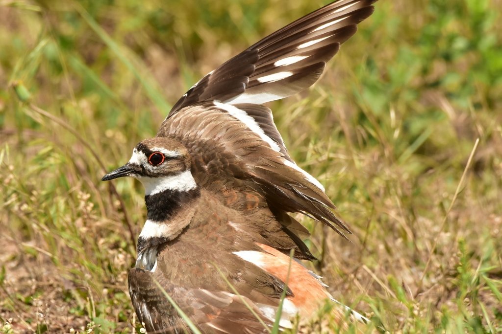 Killdeer Protecting Nest 3