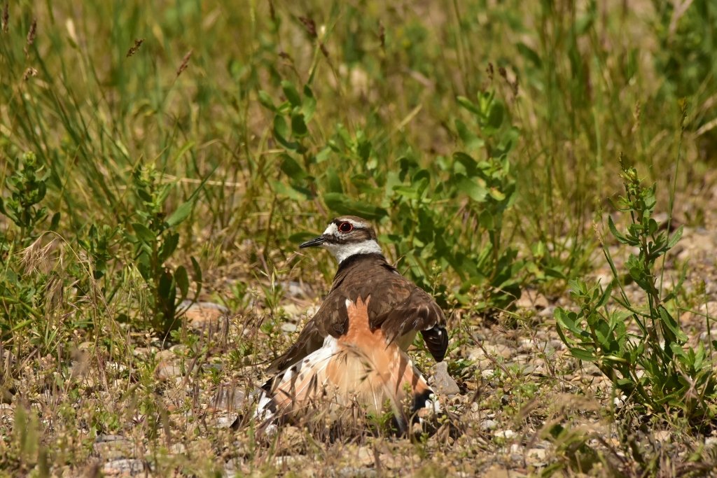 Killdeer Protecting Nest 5