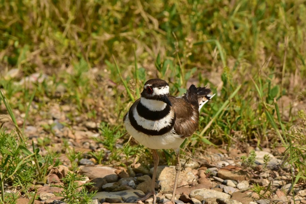 Killdeer