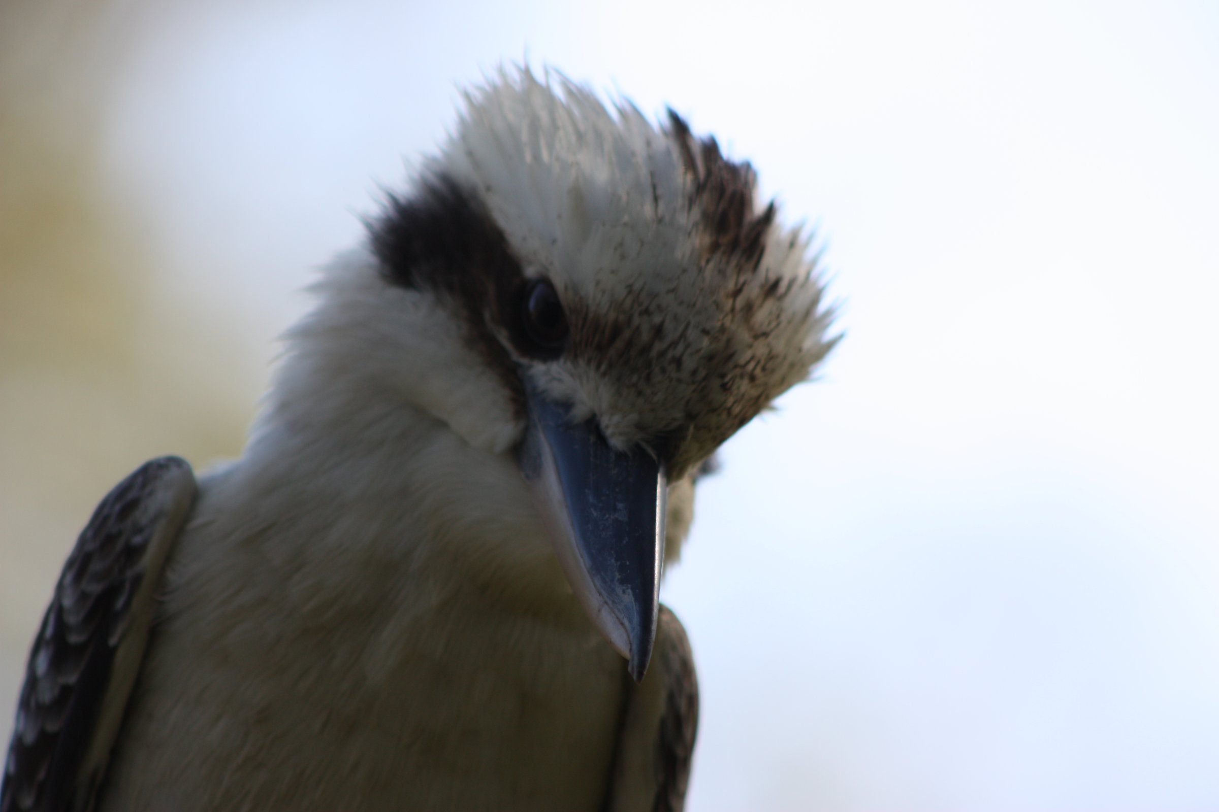 Kookaburra