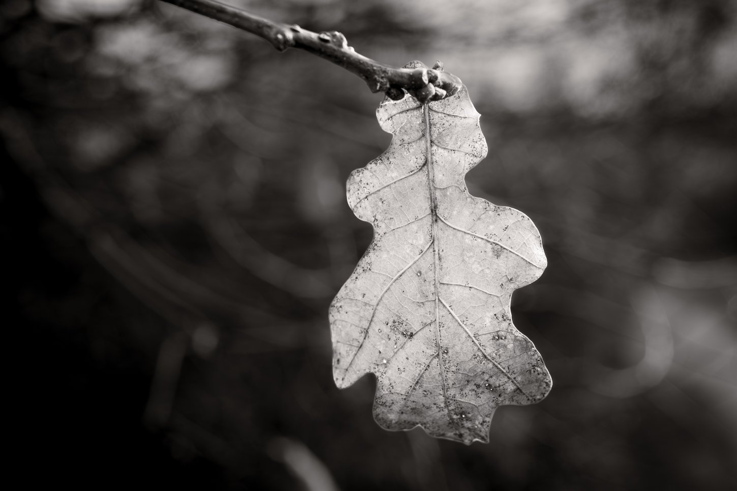 LeafMono_F2269-846-1.jpg