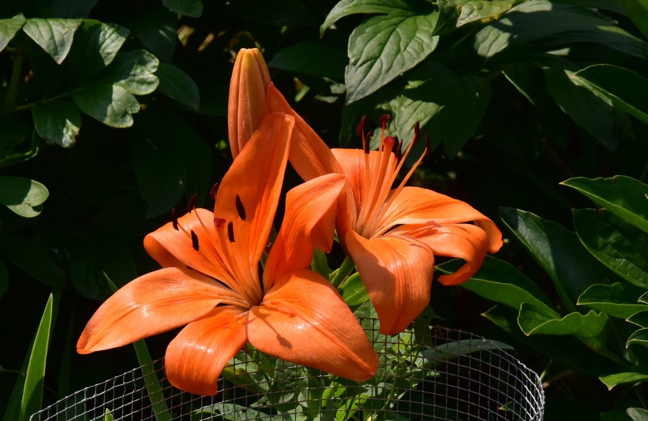 Lilies - before the Deer get them!